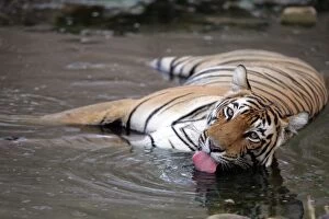 Images Dated 31st May 2006: Tiger - Female drinking in pool Ranthambhore NP, Rajasthan, India