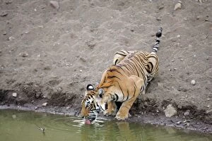 Images Dated 26th May 2006: Tiger - Female drinking from pool Ranthambhore NP, Rajasthan, India