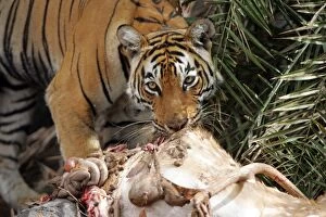 Images Dated 30th May 2006: Tiger - Female feeding on Spotted Deer kill (Axis axis)