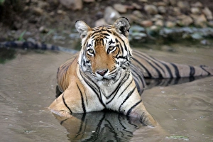 Images Dated 31st May 2006: Tiger - Female resting in pool Ranthambhore NP, Rajasthan, India