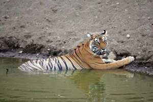 Images Dated 26th May 2006: Tiger - Female resting in water Ranthambhore NP, Rajasthan, India