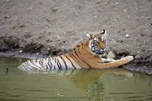 Images Dated 26th May 2006: Tiger - Female resting in water Ranthambhore NP, Rajasthan, India