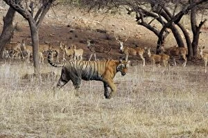 Tiger - Female walking past herd of Spotted Deer (Axis axis)