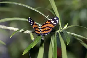 Nymphalidae Prints: Tiger Heliconian Butterfly. Larvae feed on Passiflora quadrangularis