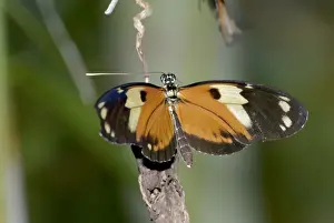 Tiger Heliconian Butterfly. Larvae feed on Passiflora quadrangularis. Occurs in Colombia and Mexico
