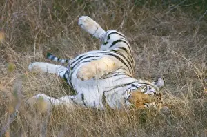 Tiger JVG 3350 Panna National Park, India. Panthera tigris © Joanna Van Gruisen / ARDEA LONDON