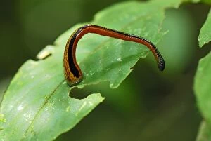 Images Dated 22nd November 2007: Tiger Leech - Danum Valley Conservation Area - Sabah - Borneo - Malaysia