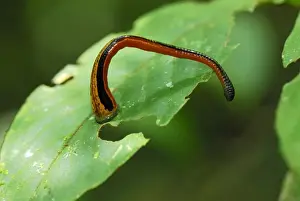 Worm Prints: Tiger Leech - Danum Valley Conservation Area - Sabah - Borneo - Malaysia