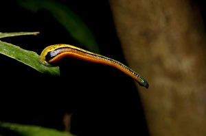 Images Dated 31st August 2007: Tiger Leech / Painted Leech on a leaf, typical in lowland rainforest of Kinabatangan river