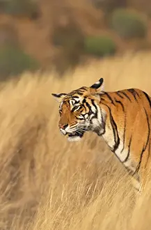 Tiger - listening Ranthambhore National Park, Rajasthan, India
