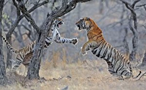 Tiger - male & female fighting over a kill