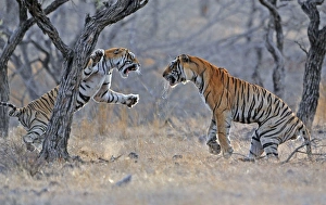 Tiger - male & female fighting over a kill. Ranthambhore National Park - Rajasthan - India Tiger - male & female fighting over a kill. Ranthambhore National Park - Rajasthan - India