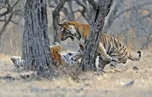Images Dated 14th June 2011: Tiger - male & female fighting over a kill - Ranthambhore National Park - Rajasthan - India