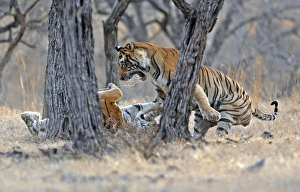 Big Cats Collection: Tiger - male & female fighting over a kill - Ranthambhore National Park - Rajasthan - India
