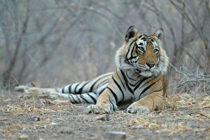 Images Dated 22nd April 2005: Tiger - Male resting Ranthambhore NP, Rajasthan, India
