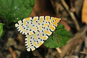 Images Dated 12th September 2008: Tiger Moth