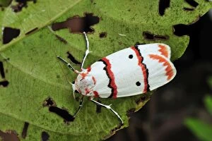 Tiger moth (Arctiidae)