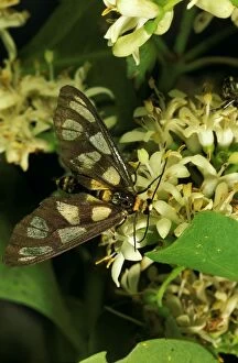 Tiger moth - feeding on the fragrant, nectar-rich flowers of Sweet susie Canthium odoratum (Rubiaceae)