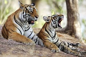 Tiger - Mother with 9 month-old cub