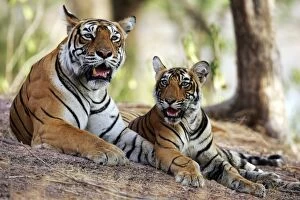 Images Dated 13th June 2007: Tiger - Mother with 9 month-old cub Ranthambhore National Park, Rajasthan, India