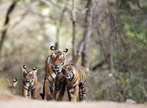 Tigresses Gallery: Tiger - Mother with three 9 month-old cubs