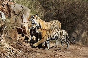 Images Dated 9th June 2007: Tiger - Mother with two 9 month-old cubs, smelling another tiger's scent on a rock Ranthambhore