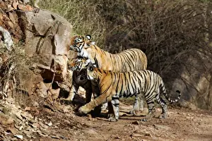 Tigress Prints: Tiger - Mother with two 9 month-old cubs