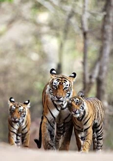 Tiger - Mother with two 9 month-old cubs
