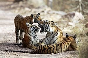 Tiger - Mother and three 9 month-old cubs, playfully biting one