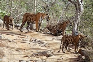 Images Dated 9th June 2007: Tiger - Mother with three 9 month-old cubs Ranthambhore National Park, Rajasthan, India