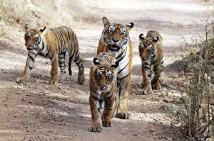 Images Dated 9th June 2007: Tiger - Mother with three 9 month-old cubs Ranthambhore National Park, Rajasthan, India