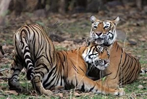 Images Dated 25th May 2006: Tiger - Mother nuzzling 18 month-old cub Ranthambhore NP, Rajasthan, India