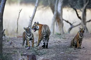 Tigress Prints: Tiger - Mother snarling at 9 month-old cub Ranthambhore National Park, Rajasthan, India