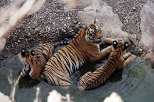 Images Dated 9th June 2007: Tiger - Mother in water pool with two 9 month-old cubs Ranthambhore National Park, Rajasthan, India