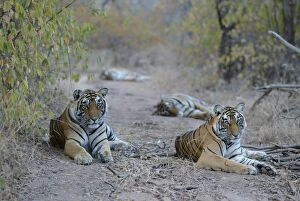Images Dated 10th December 2004: Tiger - Mother and three two year-old cubs Ranthambhore NP, Rajasthan, India