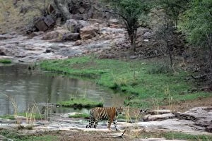 Tiger - In open landscape near water pool