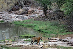 Tiger - In open landscape near water pool Tiger - In open landscape near water pool