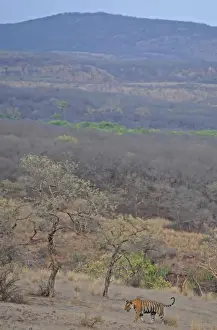 Tiger - in open landscape - Ranthambhore National Park - Rajasthan - India