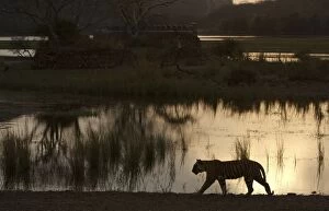 Images Dated 30th March 2008: Tiger by Padam Talao at sunset - Ranthambhore
