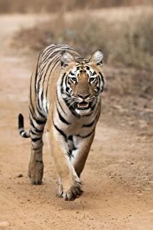 Images Dated 3rd February 2013: Tiger - paw raised - walking on road