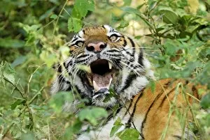 Images Dated 8th December 2007: Tiger - probable hybrid: Bengal cross Indo-Chinese - Thailand