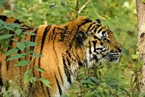 Images Dated 8th December 2007: Tiger - probable hybrid: Bengal cross Indo-Chinese