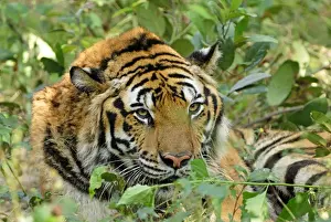 Hybrids Prints: Tiger - probable hybrid: Bengal cross Indo-Chinese - Thailand