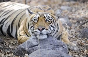 Tiger - Ranthambhore National Park