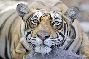 Big Cats Collection: Tiger - Ranthambhore National Park - Rajasthan - India
