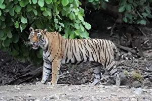 Tiger - Ranthambhore National Park - Rajasthan - India