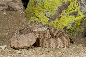 Images Dated 19th March 2010: Tiger Rattlesnake - controlled conditions - found in the southwestern United States