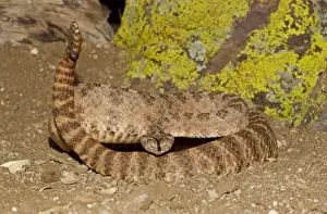 Viper Prints: Tiger Rattlesnake - controlled conditions - found in the southwestern United States