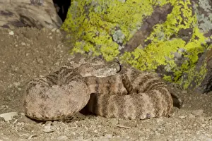 Tiger Rattlesnake - controlled conditions - found in the southwestern United States and northwestern Mexico - Southeast Arizona - USA