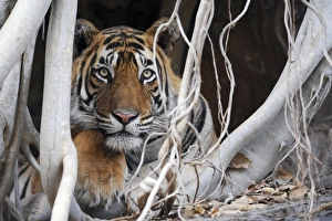 Tiger - resting amongst roots of Banyan Tree (Ficus benghalensis) Tiger - resting amongst roots of Banyan Tree (Ficus benghalensis)